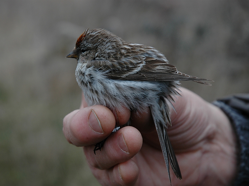 Common Redpoll, Sundre 20060428